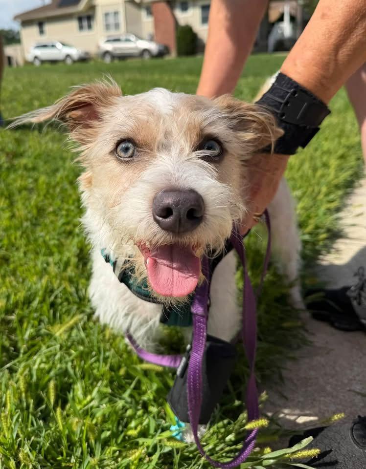 Enlarge Dougie, a Adopted mixed breed in Berlin, NJ image 3/3