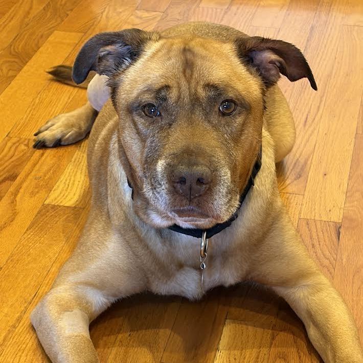 Erie, Adoptable, Senior Female Mixed Breed.