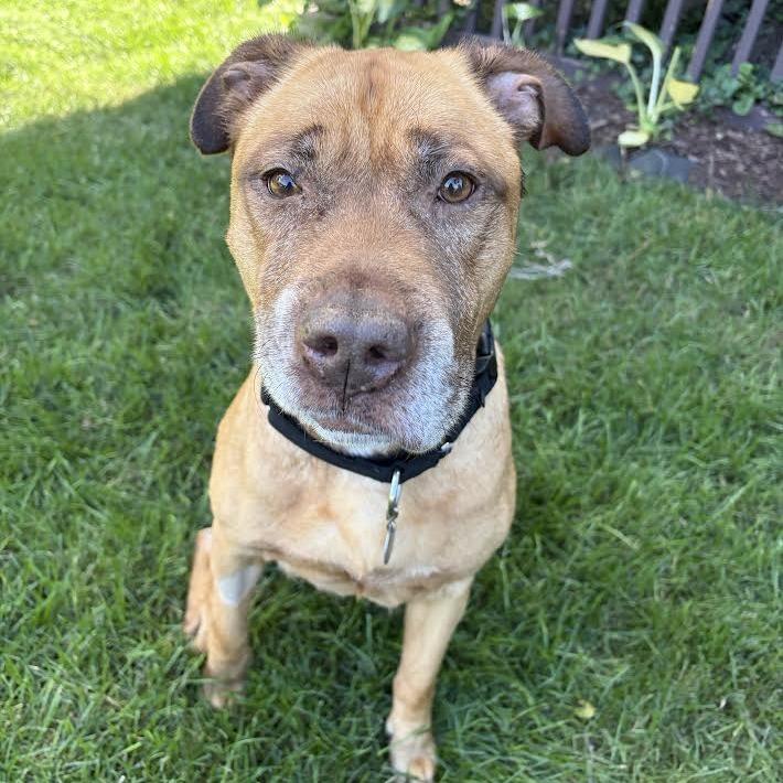 Enlarge Erie, a Adoptable Mixed Breed in Oak Park, IL image 2/4
