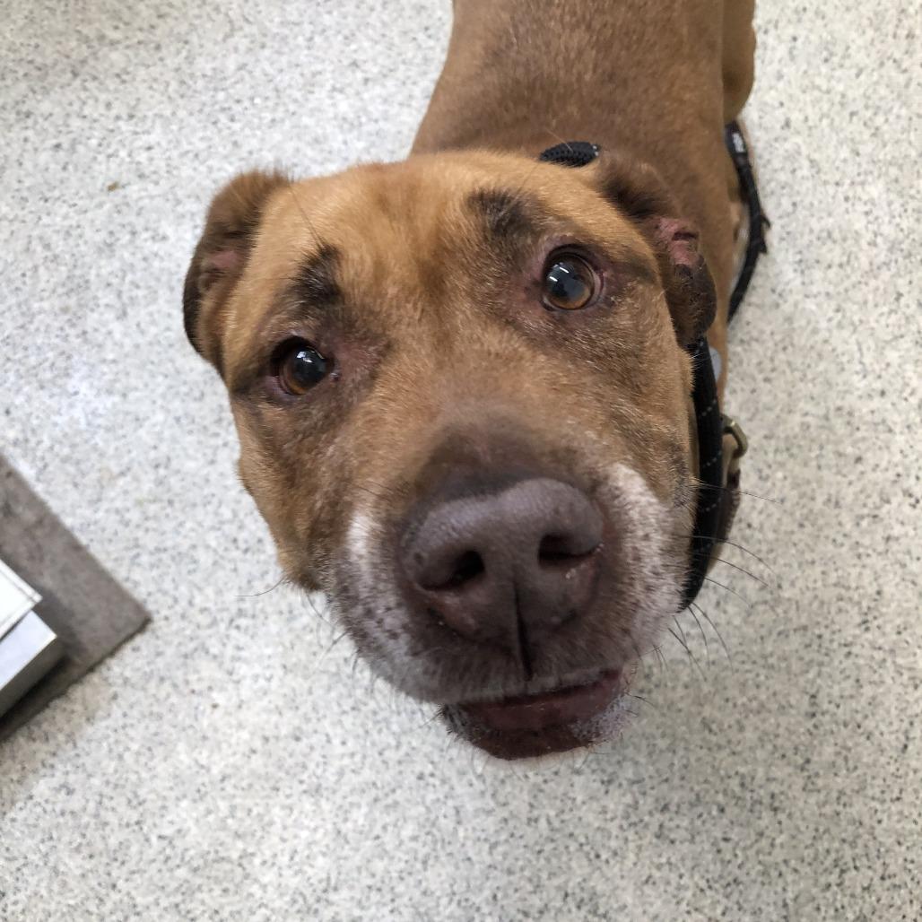 Enlarge Erie, a Adoptable Mixed Breed in Oak Park, IL image 3/4