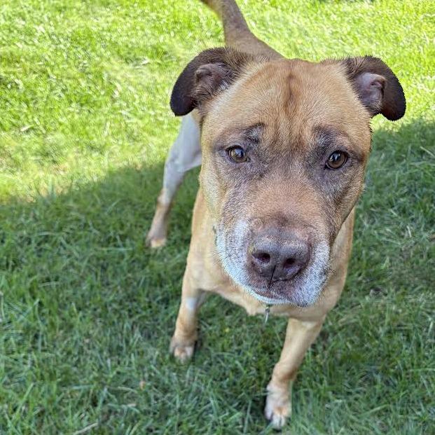 Enlarge Erie, a Adoptable Mixed Breed in Oak Park, IL image 4/4