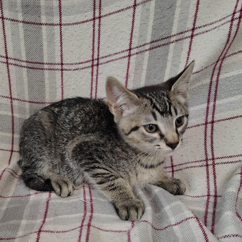 Taberius, Adoptable, Kitten Male Domestic Short Hair.