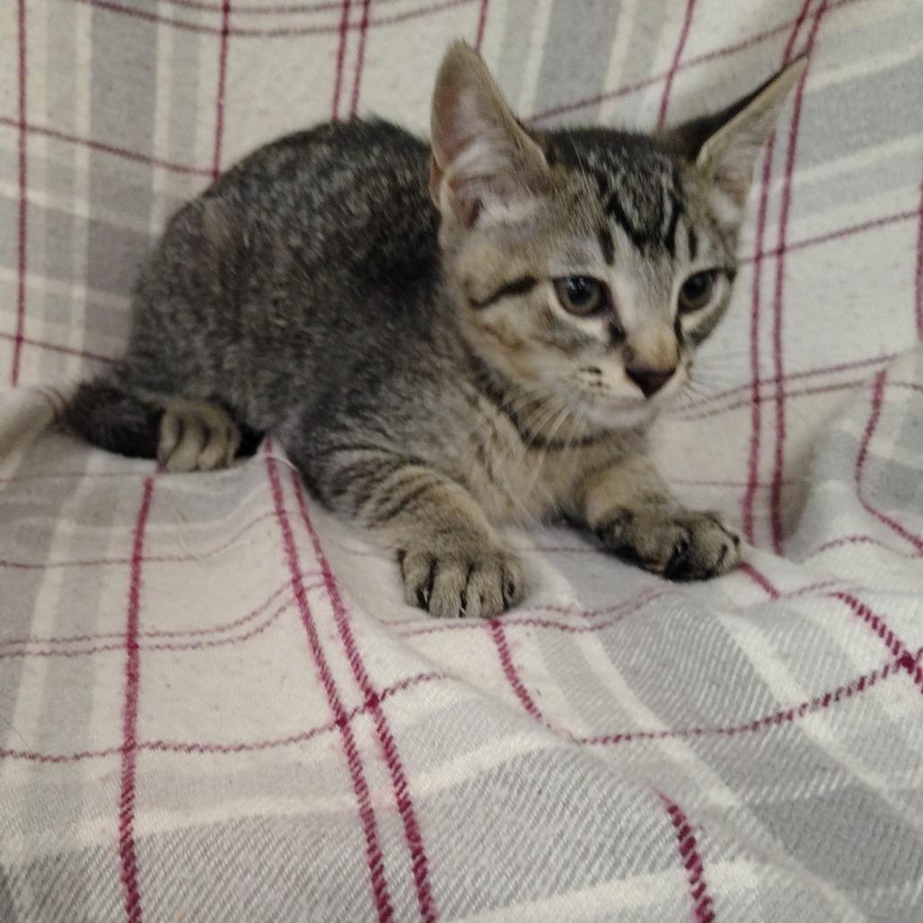 Taberius, a Adoptable Domestic Short Hair in Coos Bay, OR image 2/2
