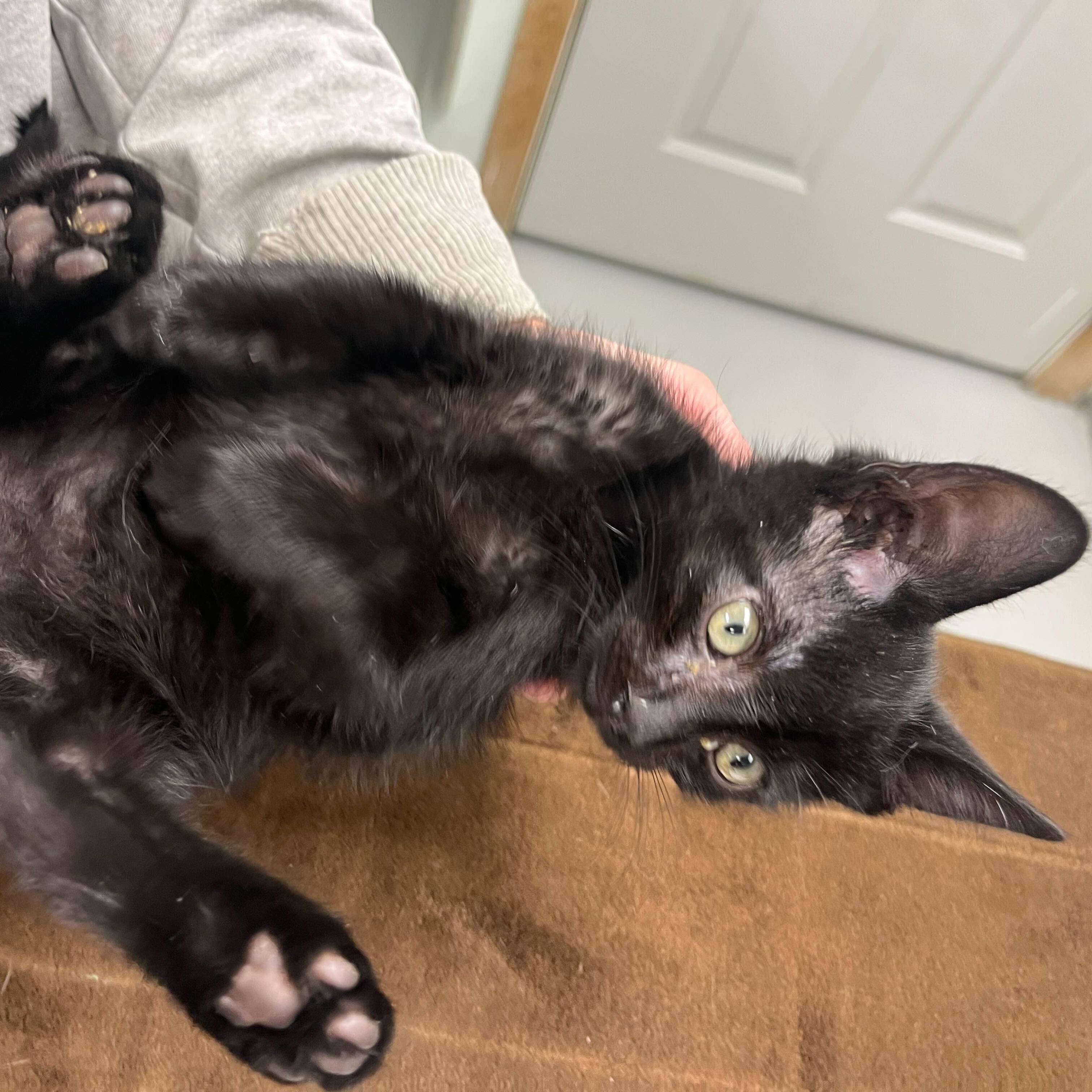 Pufferfish, an adoptable Domestic Short Hair in Driggs, ID, 83422 | Photo Image 1