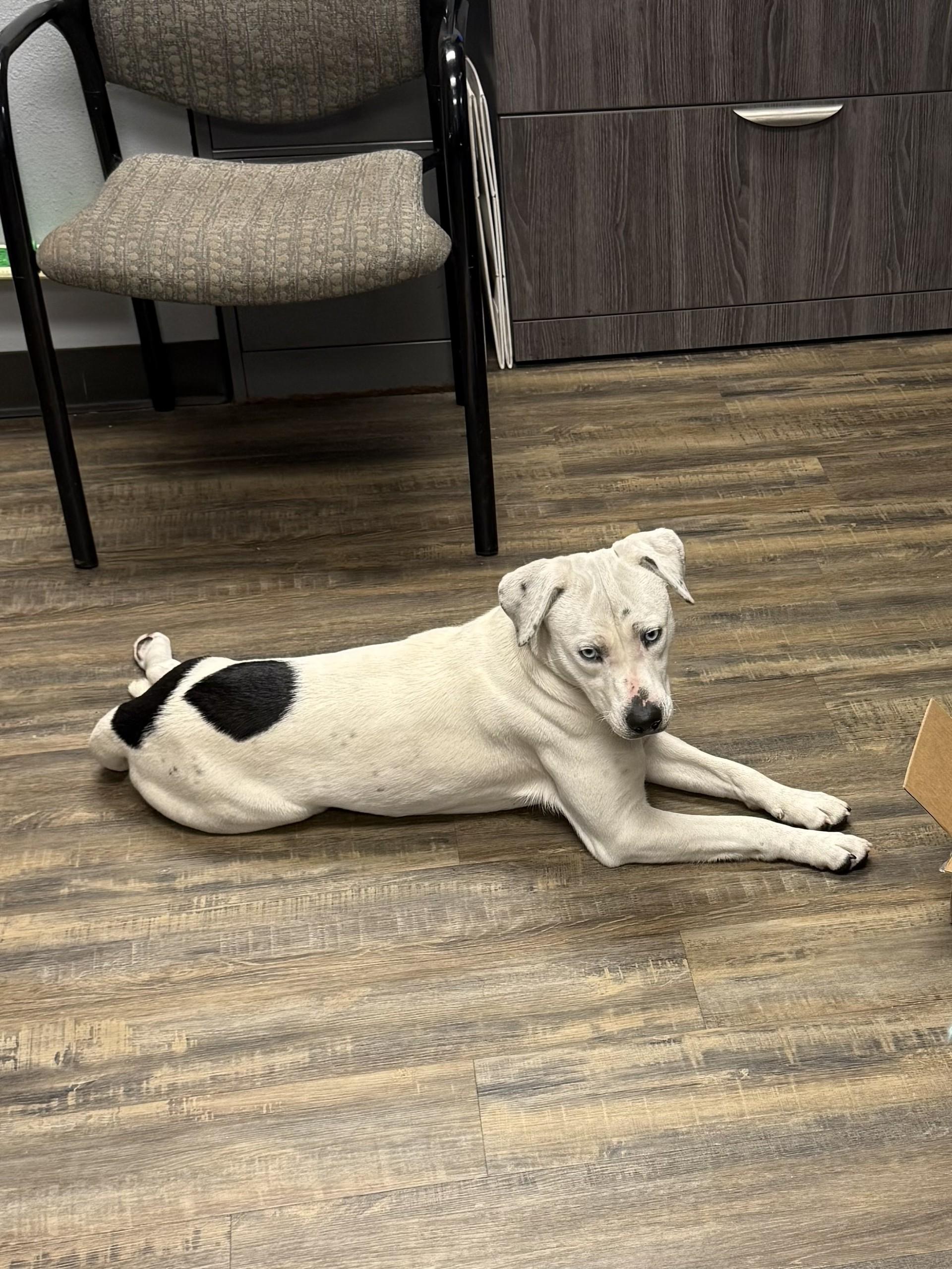 Sugar, ADOPTABLE, Adult Female Labrador Retriever.