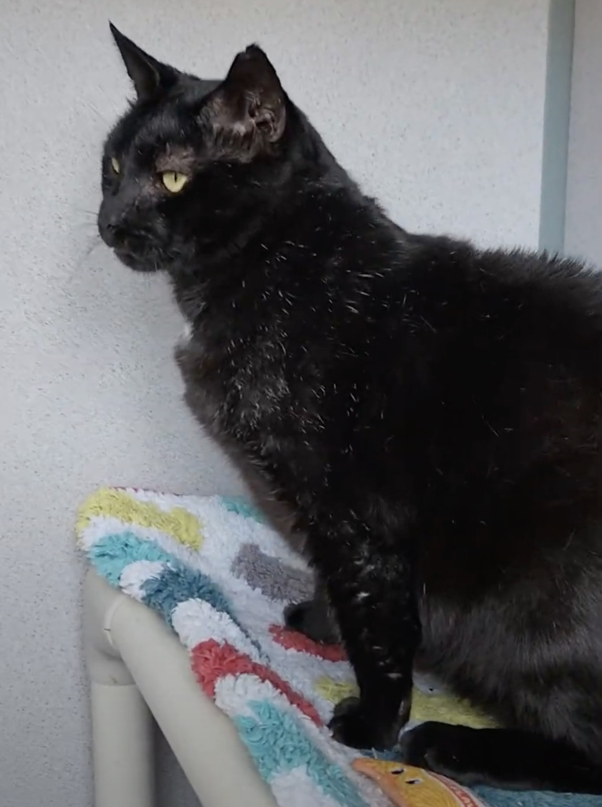 Artimus, a Adoptable Domestic Short Hair in Lambertville, NJ image 2/7