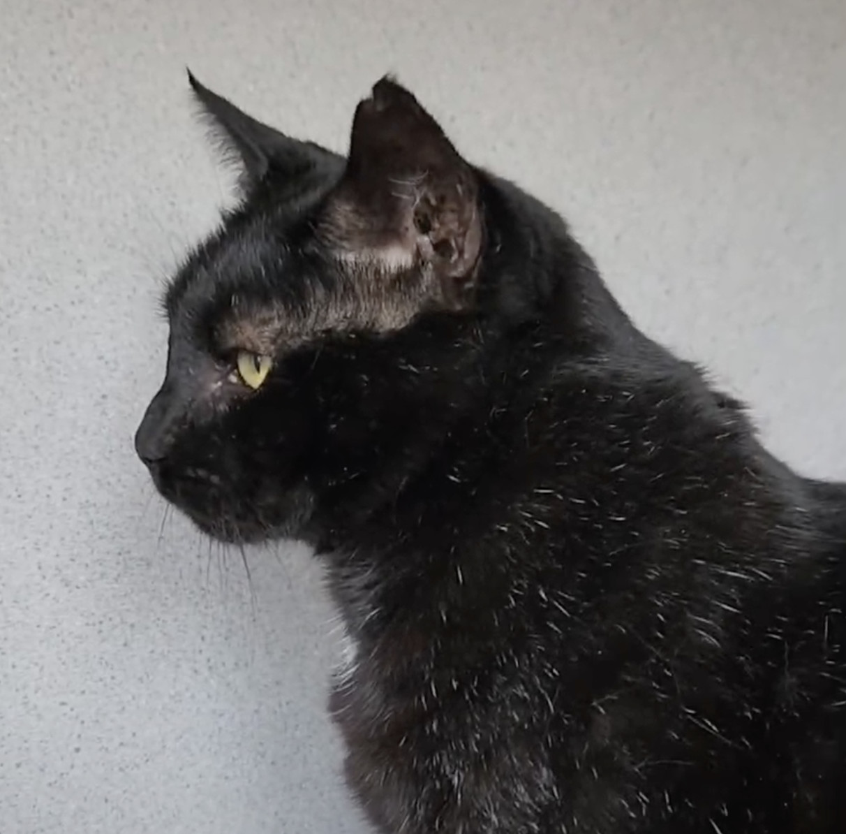 Artimus, a Adoptable Domestic Short Hair in Lambertville, NJ image 3/7