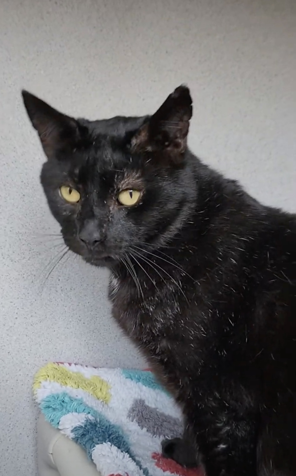 Artimus, a Adoptable Domestic Short Hair in Lambertville, NJ image 5/7