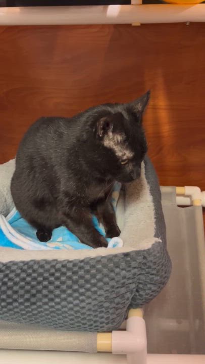 Enlarge Artimus, a Adoptable Domestic Short Hair in Lambertville, NJ video 5/5