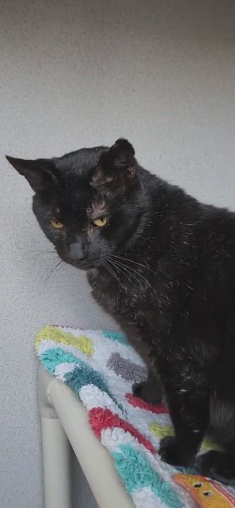 Enlarge Artimus, a Adoptable Domestic Short Hair in Lambertville, NJ video 7/7