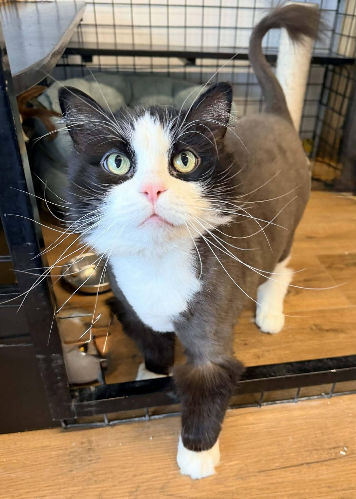 Chicken, Adoptable, Young Female Domestic Medium Hair.