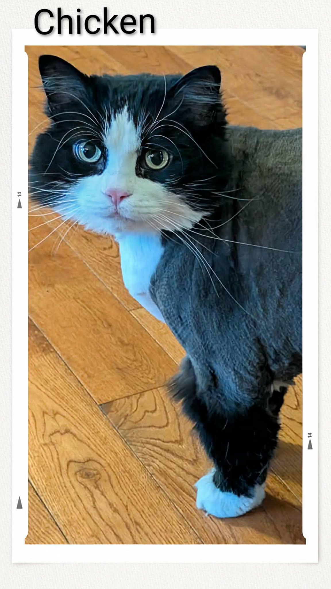 Enlarge Chicken, a Adoptable Domestic Medium Hair in Caistor Centre, ON image 2/3