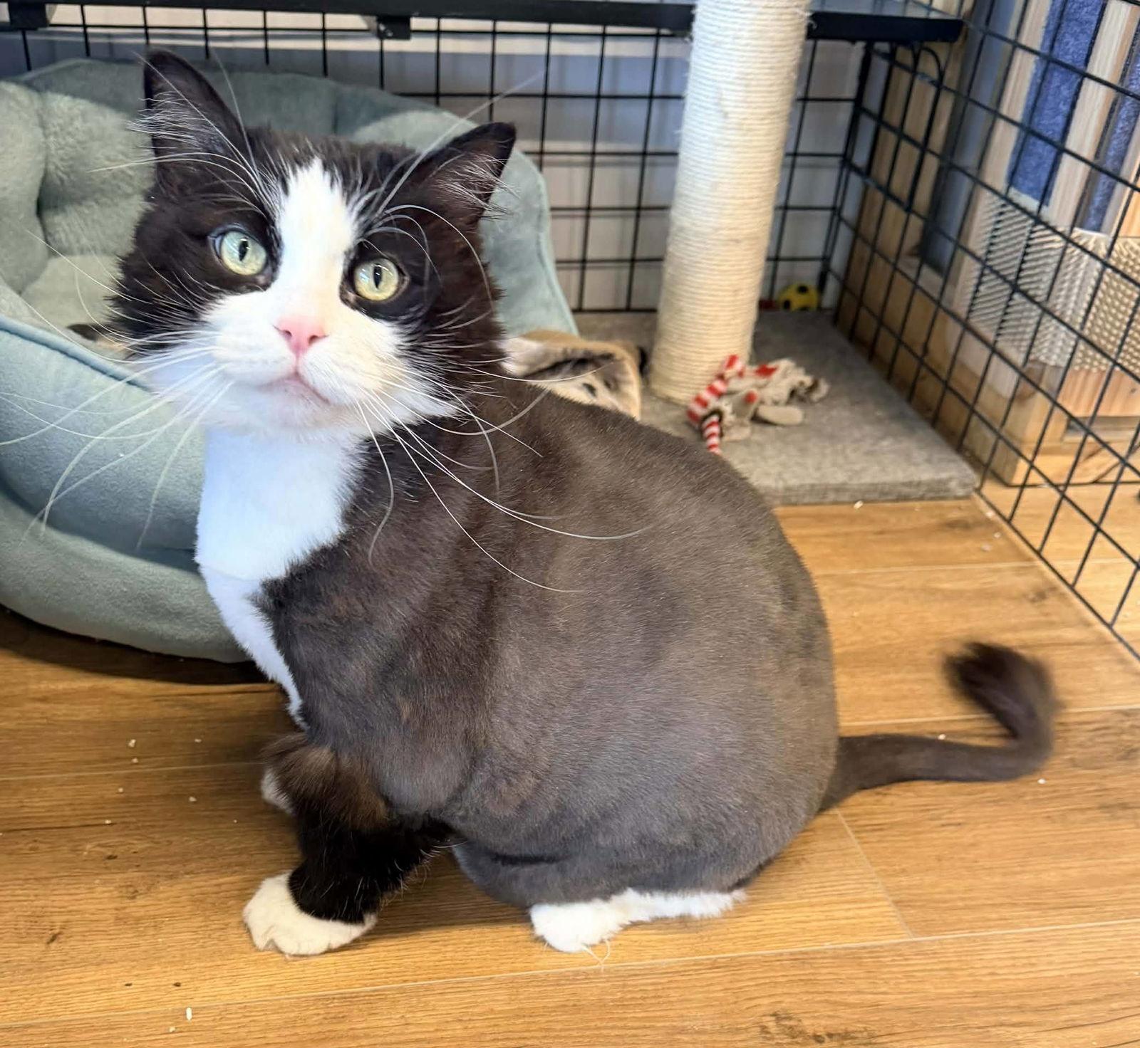 Enlarge Chicken, a Adoptable Domestic Medium Hair in Caistor Centre, ON image 3/3