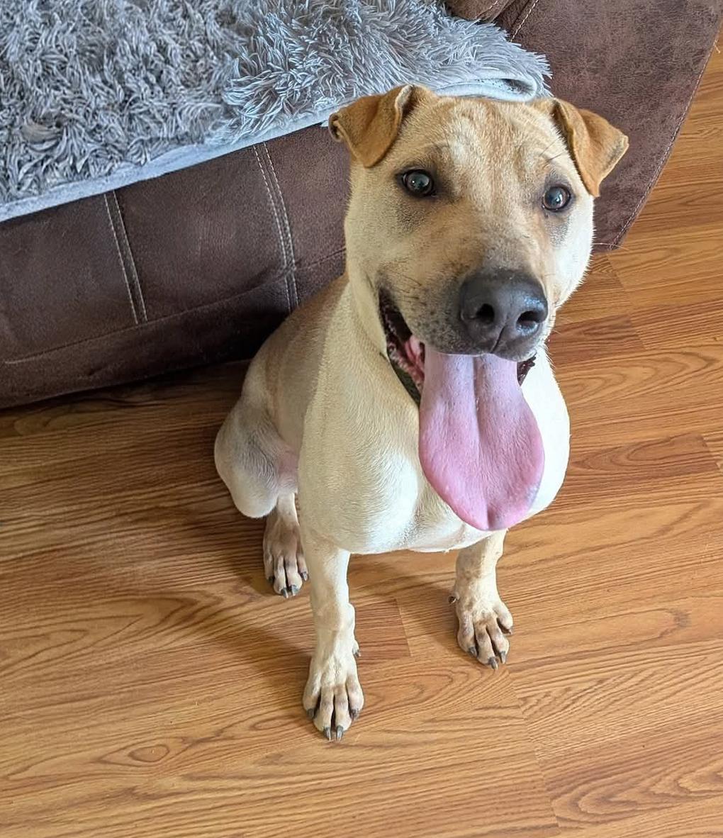 Enlarge Scooby Doo, a ADOPTABLE Shar-Pei in Cameron, NC image 1/1