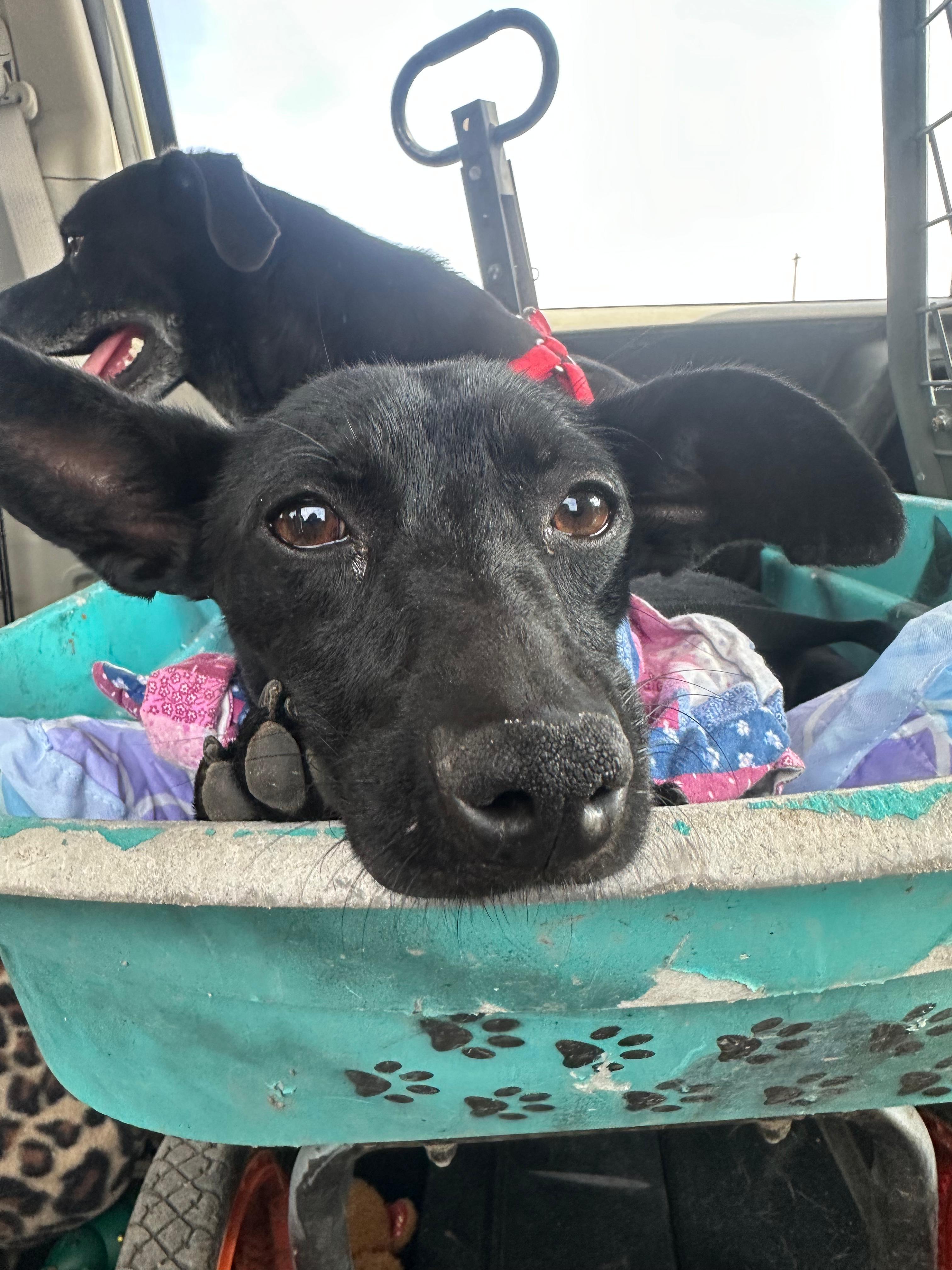 Enlarge Oprah, an adopted mixed breed in Nogales, AZ image 3/5