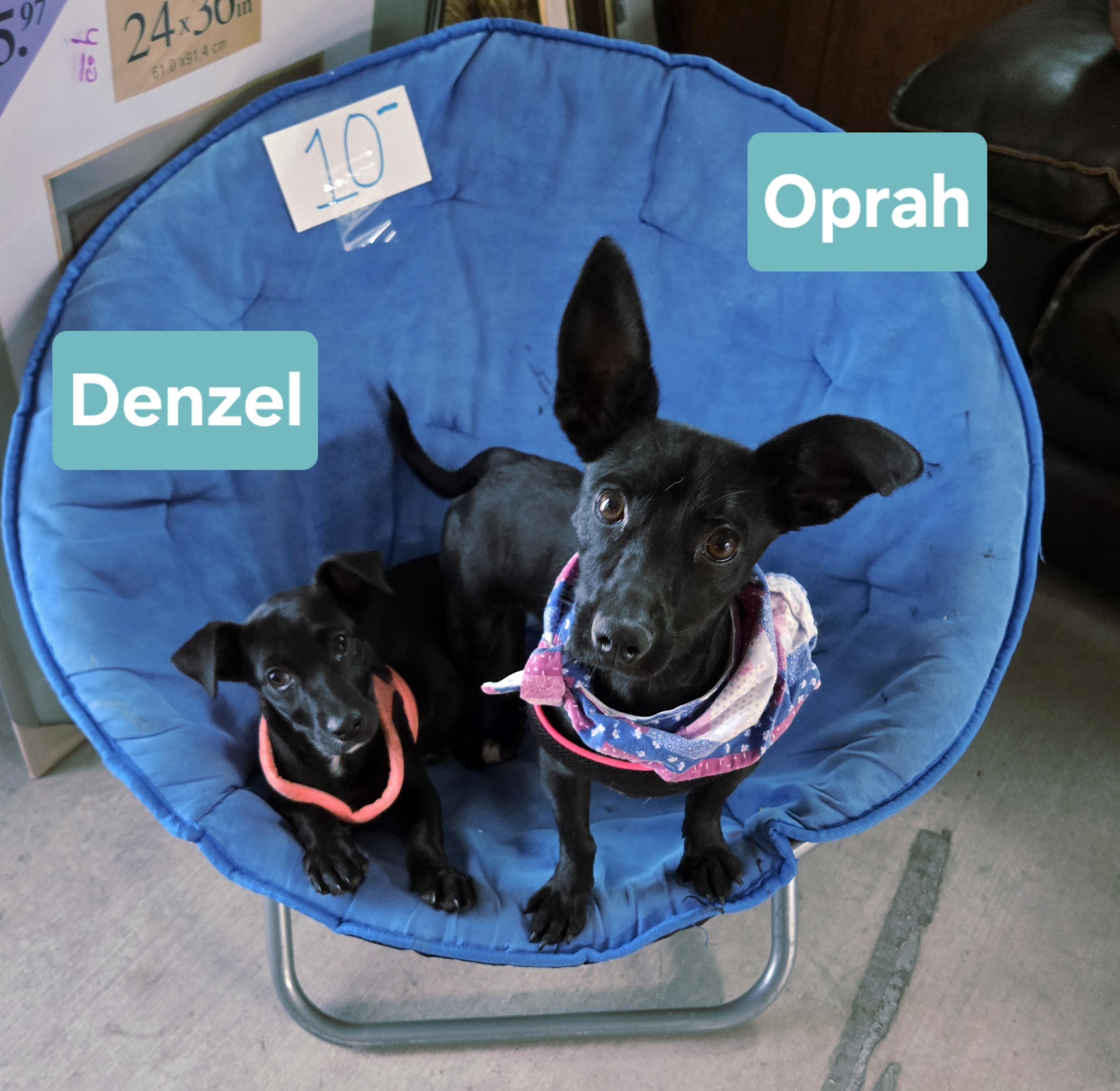 Enlarge Oprah, an adopted mixed breed in Nogales, AZ image 1/5