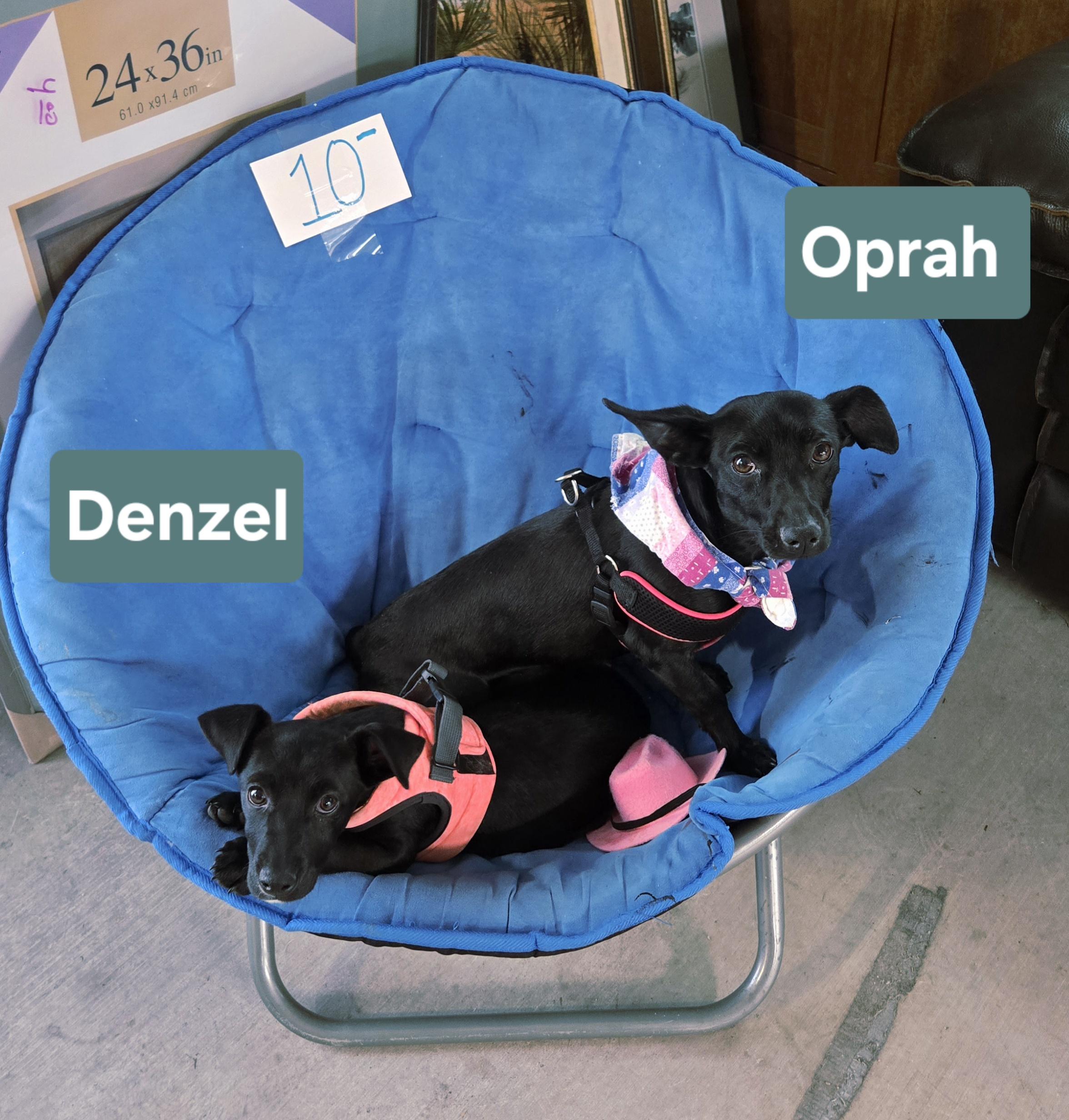 Enlarge Oprah, an adopted mixed breed in Nogales, AZ image 2/5