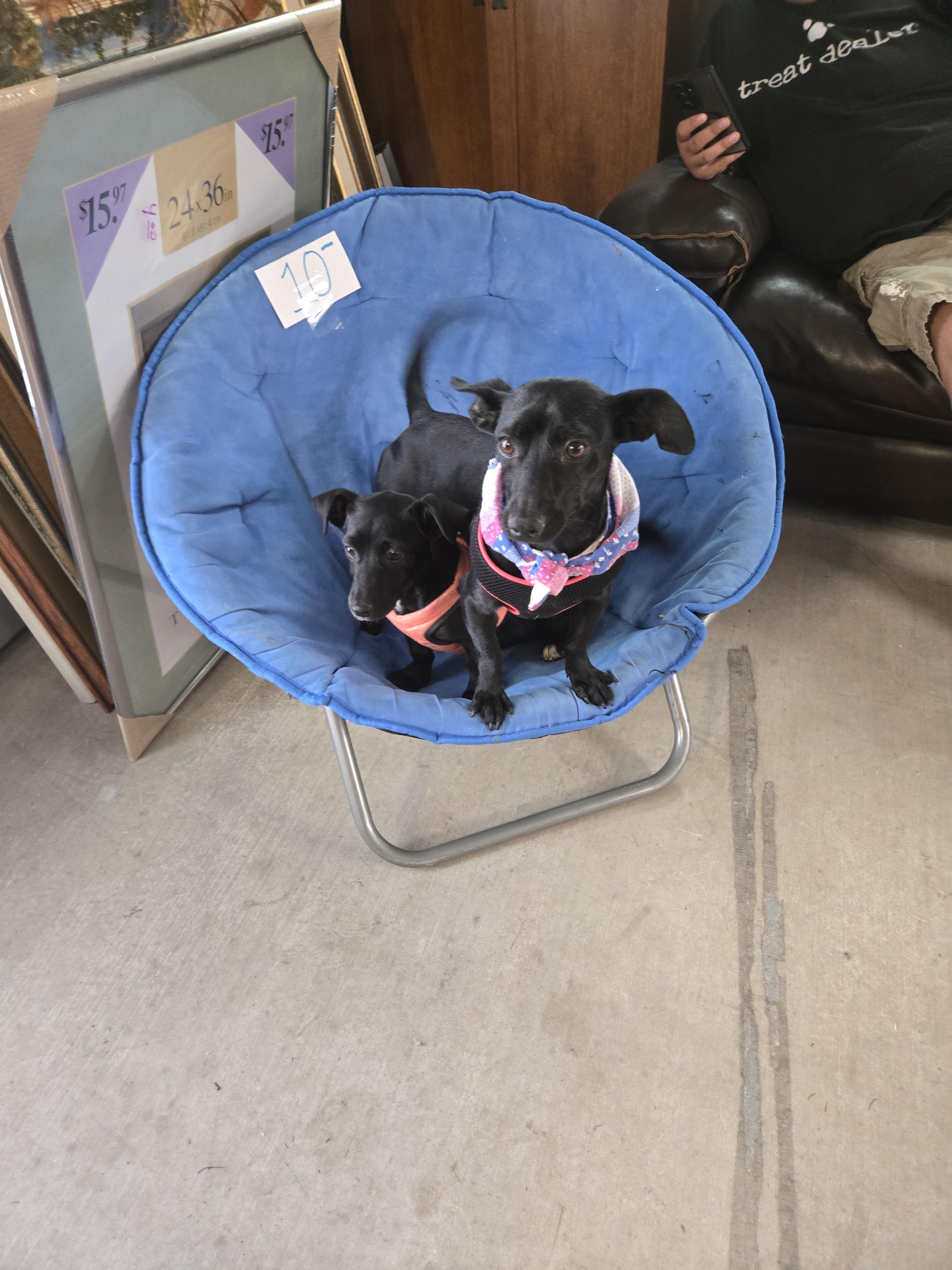 Enlarge Oprah, an adopted mixed breed in Nogales, AZ image 4/5