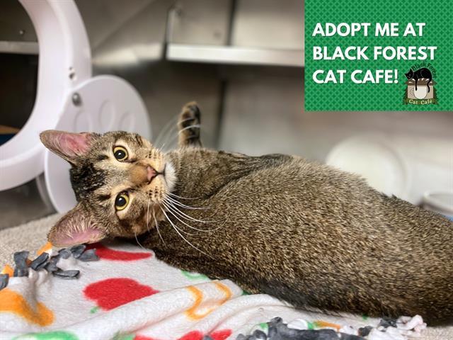 ALEX, Adoptable, Young Male Domestic Short Hair.