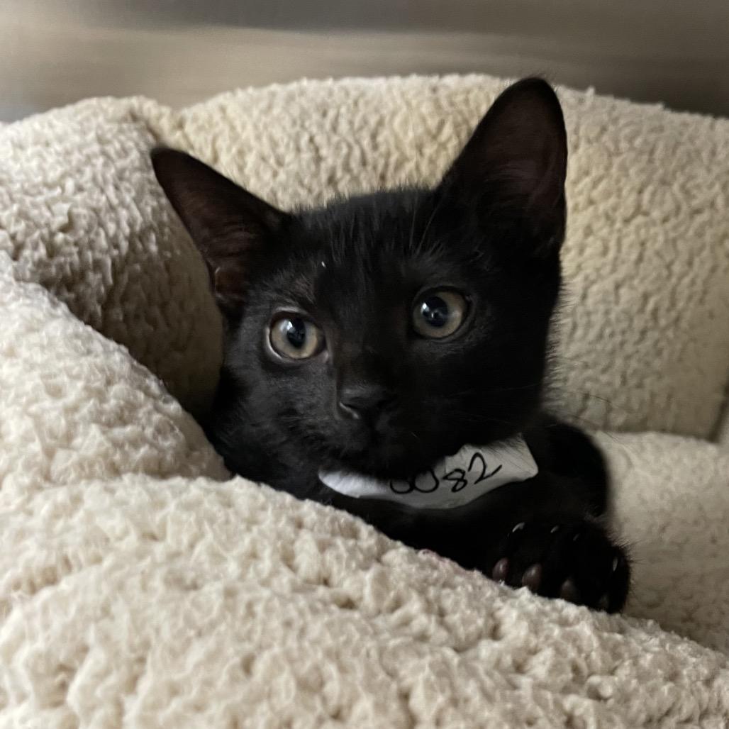 Hand, Adoptable, Kitten Female Domestic Short Hair.