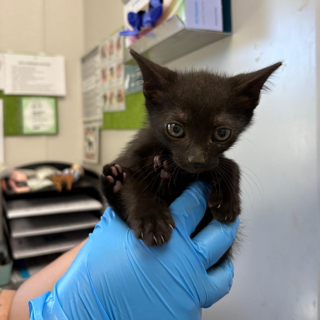 Hand, a Adoptable Domestic Short Hair in Enfield, NH image 2/2