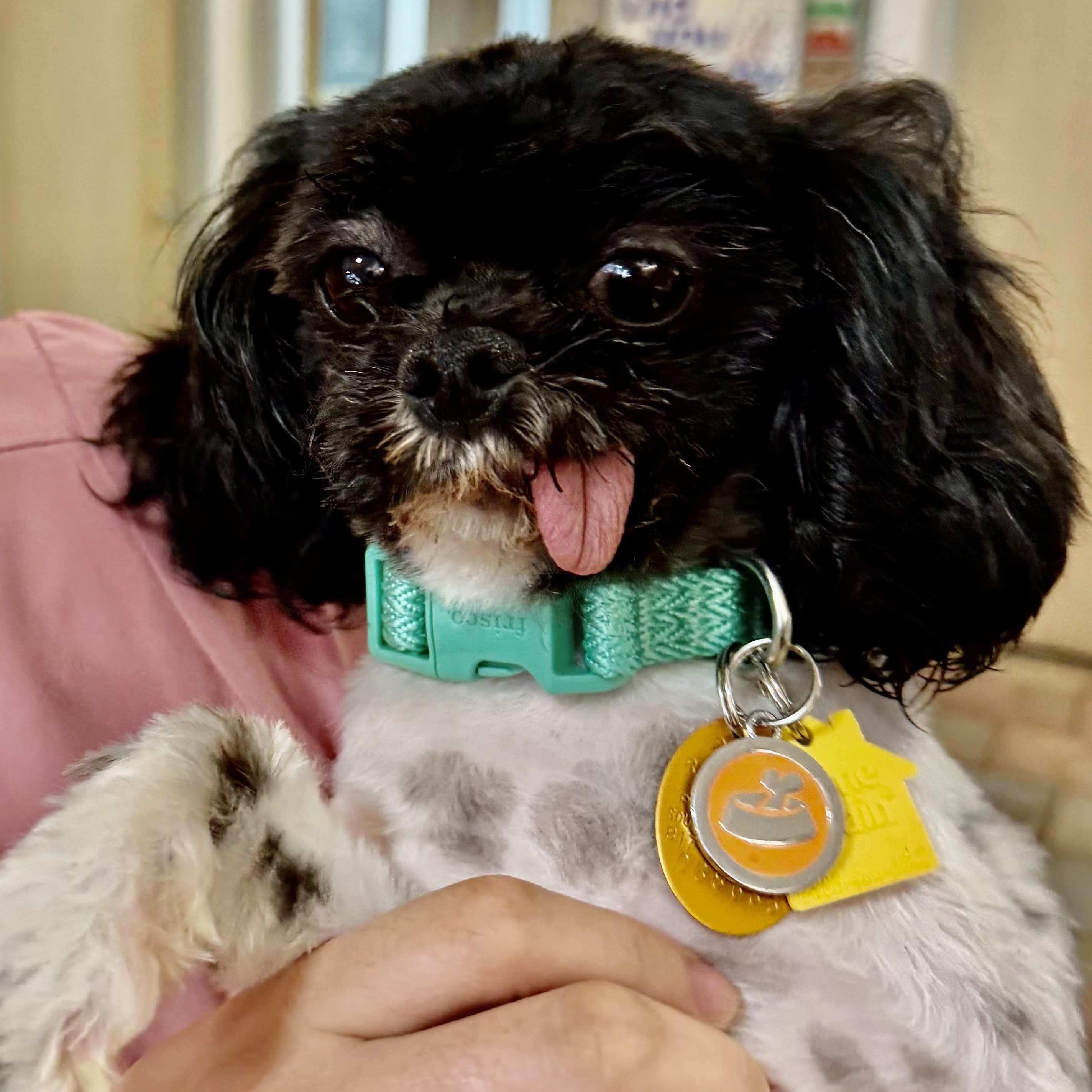 Enlarge Major Turner, a Adoptable Shih poo in Plano, TX image 1/1