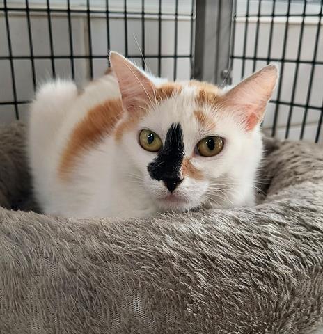 Enlarge MOLLY, a Adoptable Domestic Short Hair in Canfield, OH image 1/1