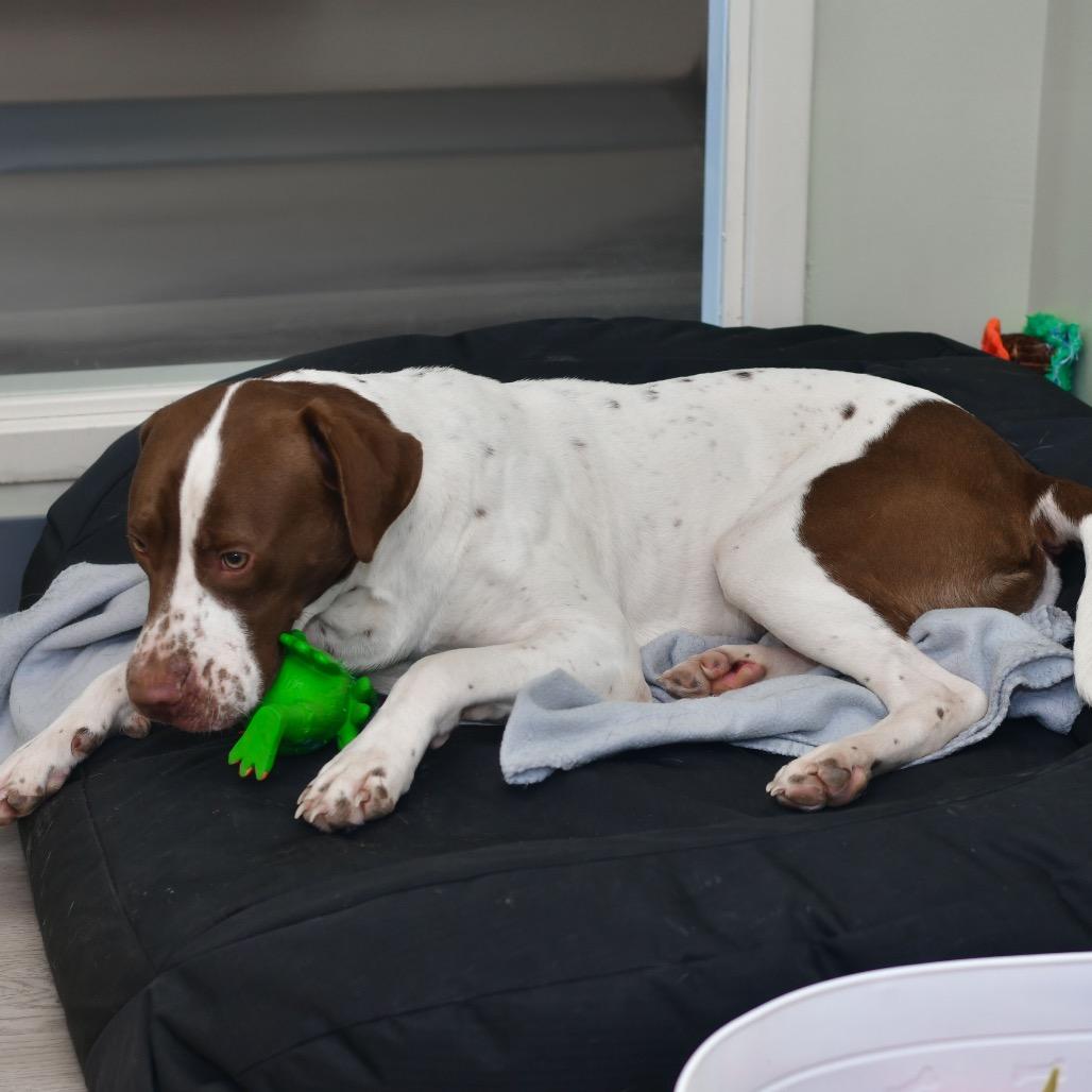 Enlarge Milo, a Adoptable Mixed Breed in Manhattan, KS image 1/3