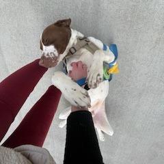 Enlarge Milo, a Adoptable Mixed Breed in Manhattan, KS image 2/3