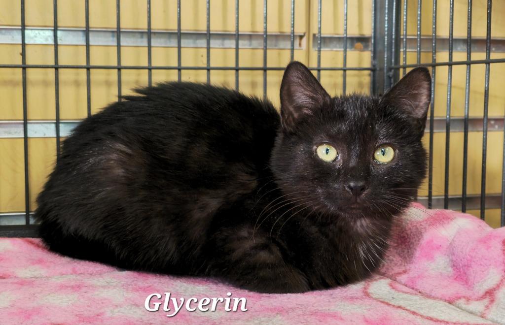Glycerin, Adoptable, Kitten Female Domestic Short Hair.
