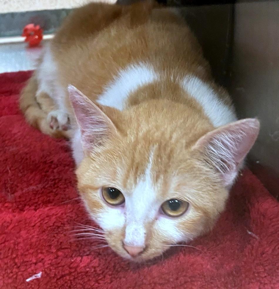 Squeaks A215393, adopted, Kitten Female Domestic Short Hair.