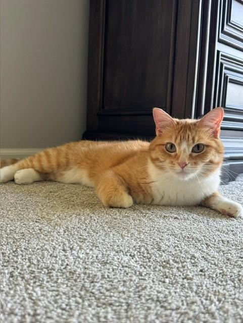O'Malley, an adopted Domestic Medium Hair in OVERLAND PARK, KS image 5/5