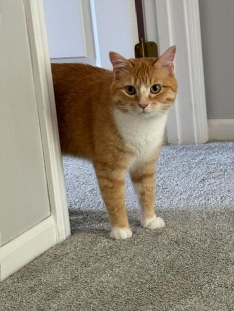 O'Malley, an adopted Domestic Medium Hair in OVERLAND PARK, KS image 2/5