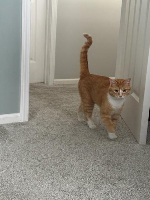 O'Malley, an adopted Domestic Medium Hair in OVERLAND PARK, KS image 3/5