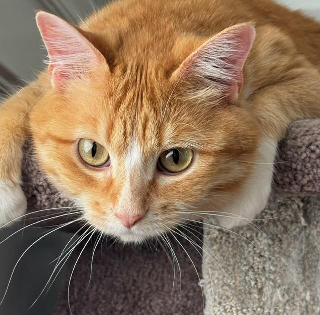 O'Malley, adopted, Young Male Domestic Medium Hair.