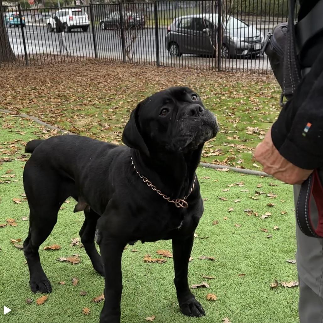 She-Ra - ECAS, Adoptable, Senior Female Mastiff.