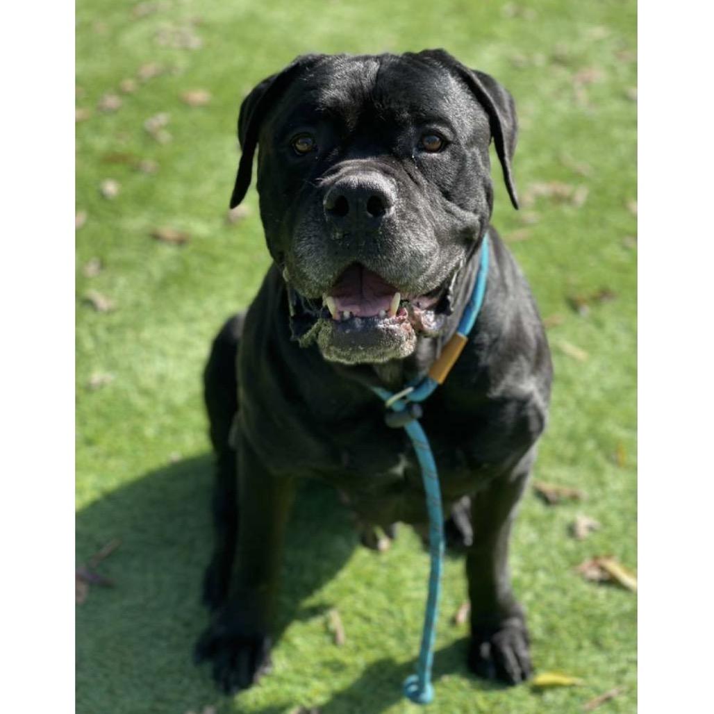 Enlarge She-Ra - ECAS, a Adoptable mixed breed in Pleasanton, CA image 2/6