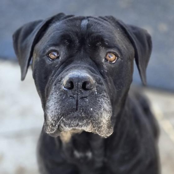 Shera  Ecas thumbnail 3