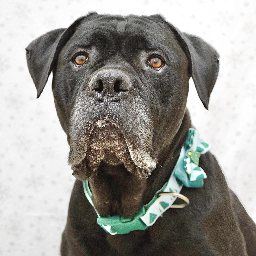 Enlarge She-Ra - ECAS, a Adoptable mixed breed in Pleasanton, CA image 5/6