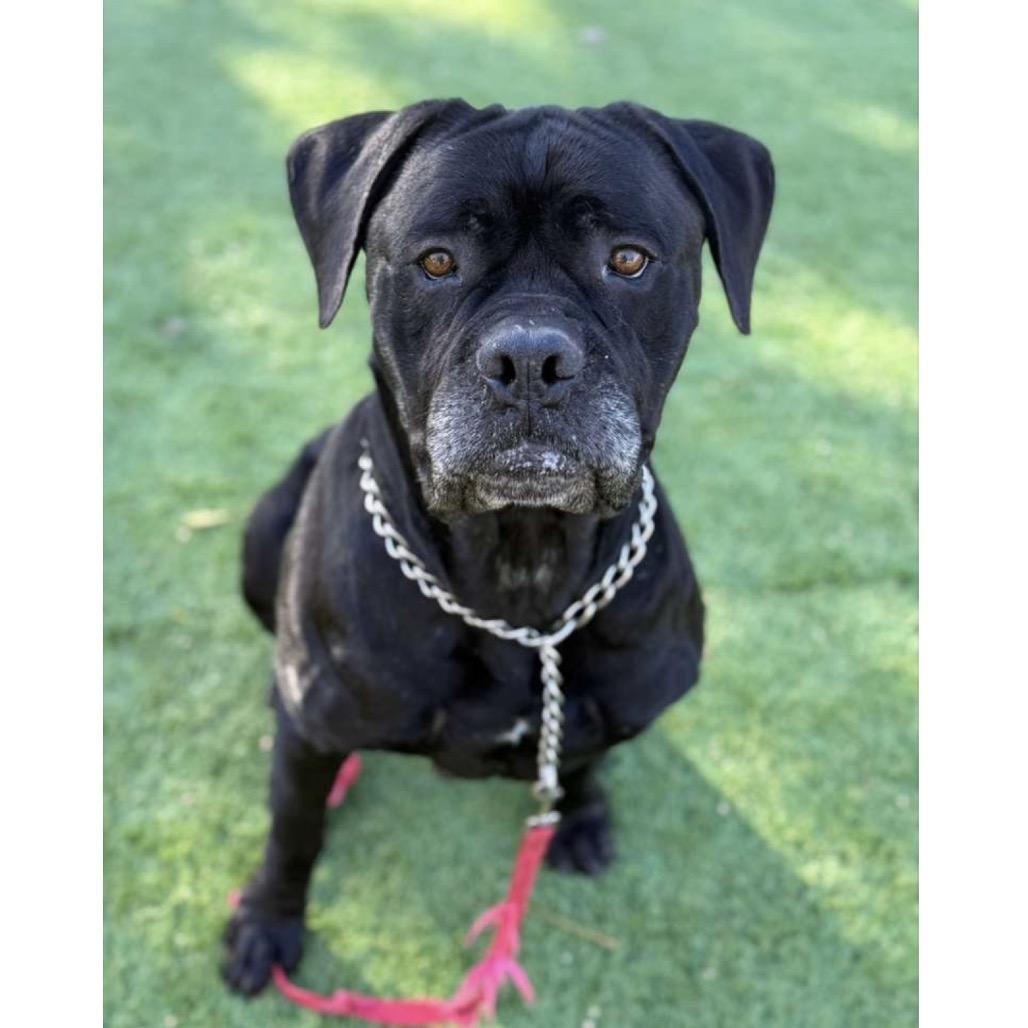 Enlarge She-Ra - ECAS, a Adoptable mixed breed in Pleasanton, CA image 6/6