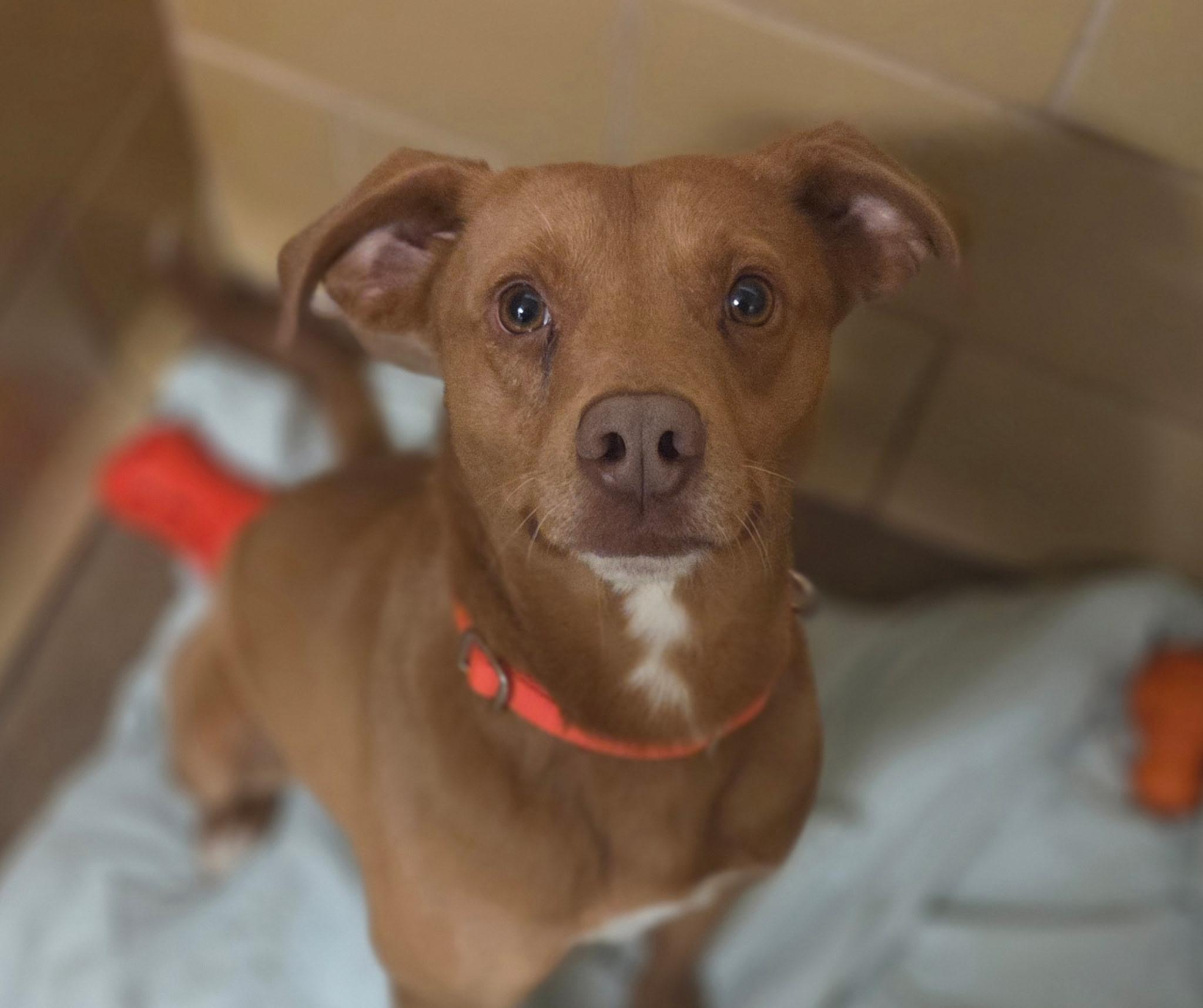 Enlarge Valor , a Adoptable mixed breed in Chardon, OH image 5/6