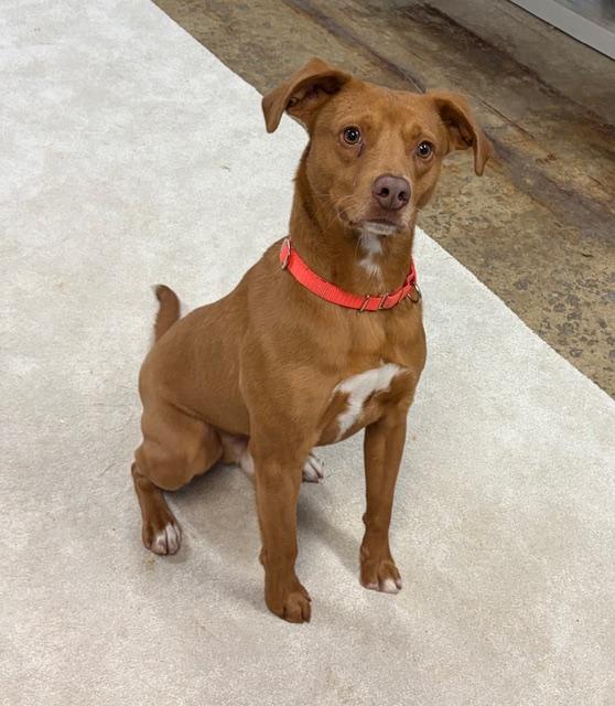 Enlarge Valor , a Adoptable mixed breed in Chardon, OH image 6/6