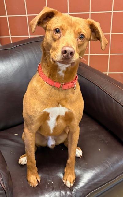 Enlarge Valor , a Adoptable mixed breed in Chardon, OH image 1/6