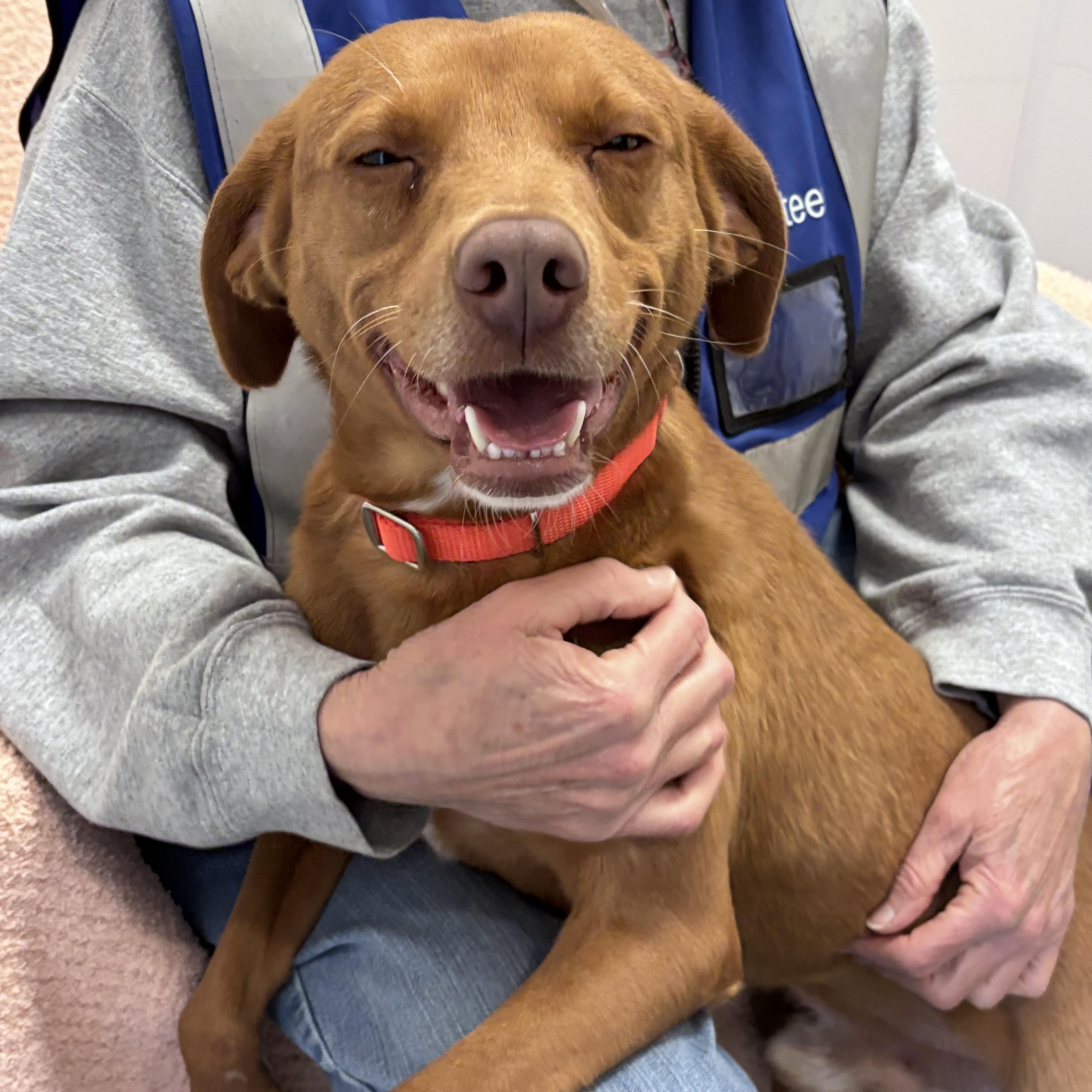 Enlarge Valor , a Adoptable mixed breed in Chardon, OH image 2/6