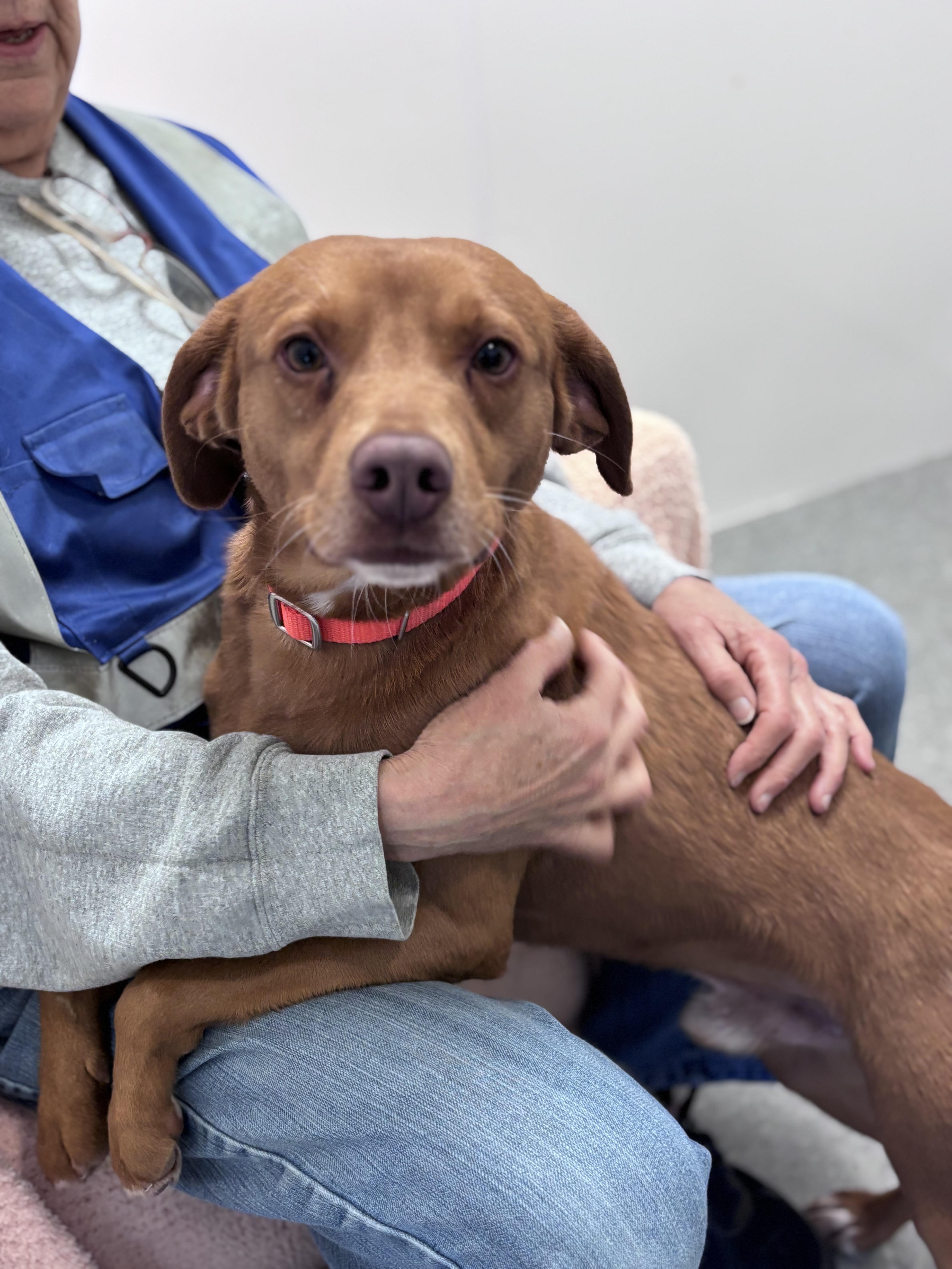 Enlarge Valor , a Adoptable mixed breed in Chardon, OH image 4/6