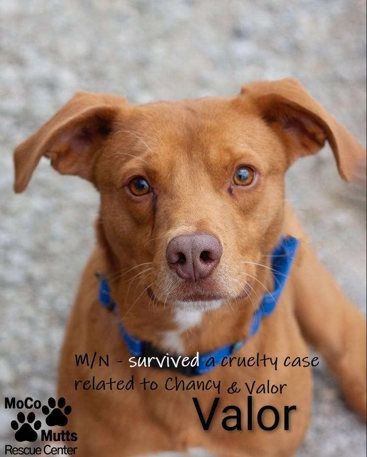 Valor -Arriving 1/4/26, Adoptable, Puppy Male Labrador Retriever.