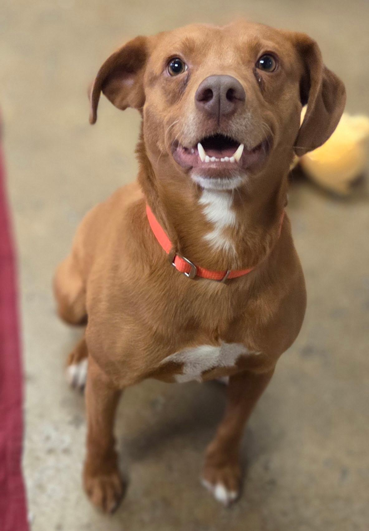 Enlarge Valor , an adopted mixed breed in Chardon, OH image 5/6