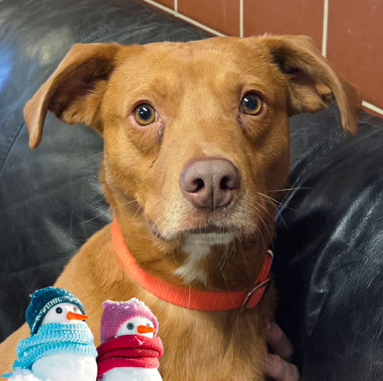 Enlarge Valor , an adopted mixed breed in Chardon, OH image 2/6