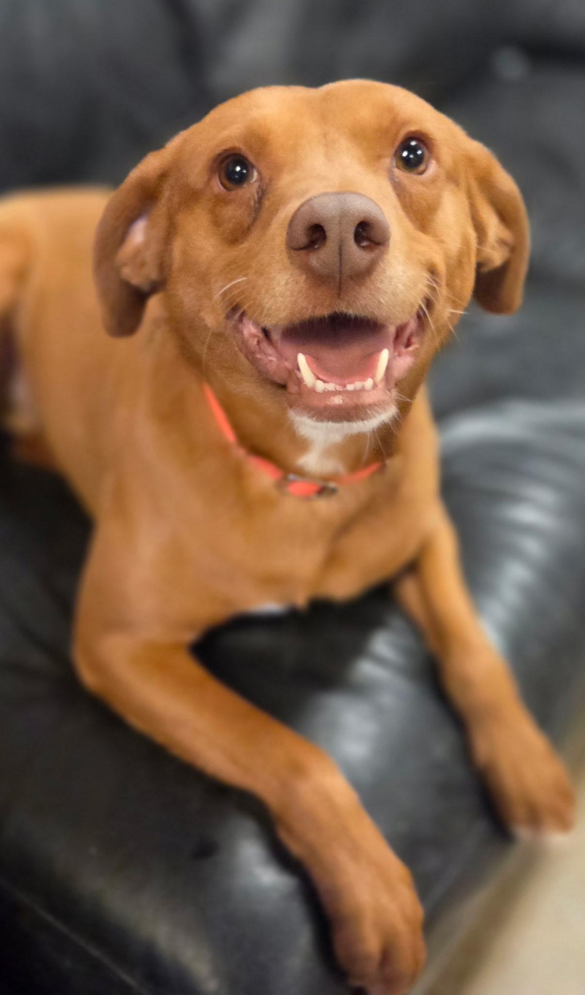 Enlarge Valor , an adopted mixed breed in Chardon, OH image 1/6