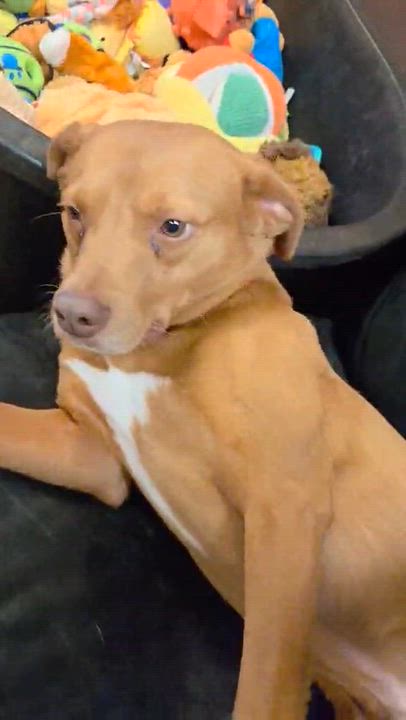 Enlarge Valor , an adopted mixed breed in Chardon, OH video 6/6